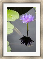 Framed Water Lily Flowers VI