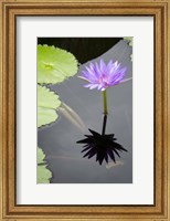 Framed Water Lily Flowers VI