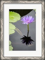 Framed Water Lily Flowers VI