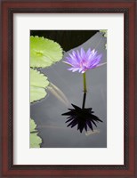 Framed Water Lily Flowers VI