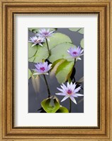 Framed Water Lily Flowers VII