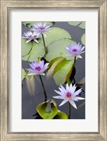 Framed Water Lily Flowers VII