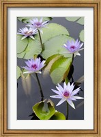 Framed Water Lily Flowers VII