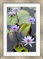 Framed Water Lily Flowers VII