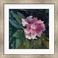 Framed Rhododendron Portrait II