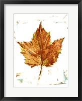 Framed Autumn Leaf Study I