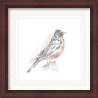 Framed 'Robin Bird Sketch I' border=