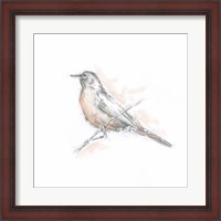 Framed Robin Bird Sketch II