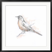 Framed Robin Bird Sketch II