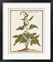 Munting Botanicals VI Framed Print