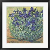Framed Irises in Bloom I