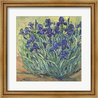 Framed 'Irises in Bloom I' border=
