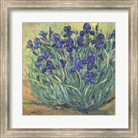 Framed Irises in Bloom I