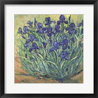 Framed 'Irises in Bloom I' border=