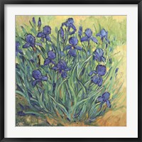 Framed Irises in Bloom II