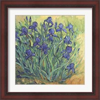 Framed 'Irises in Bloom II' border=