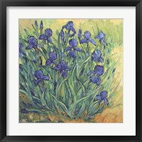 Framed 'Irises in Bloom II' border=