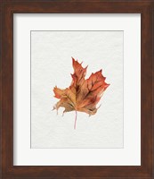 Framed Watercolor Autumn Leaf II