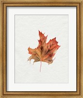 Framed Watercolor Autumn Leaf II