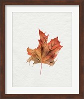 Framed 'Watercolor Autumn Leaf II' border=