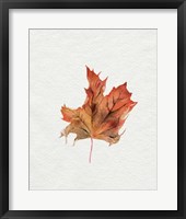 Watercolor Autumn Leaf II Framed Print