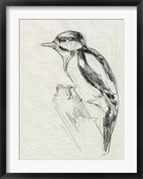 Framed Woodpecker Sketch I