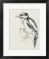 Framed Woodpecker Sketch I