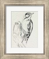 Framed Woodpecker Sketch II