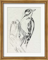Framed Woodpecker Sketch II