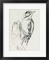 Framed Woodpecker Sketch II