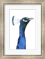 Framed Peacock Portrait I