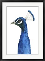 Framed Peacock Portrait II