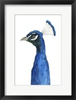 Peacock Portrait II Framed Print