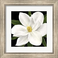 Framed Midnight Magnolia II