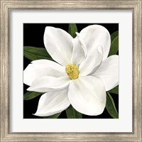 Framed Midnight Magnolia II