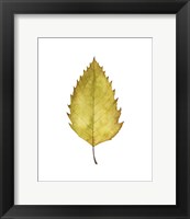 Framed Fall Leaf Study I
