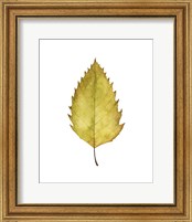 Framed 'Fall Leaf Study I' border=