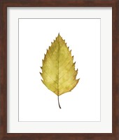 Framed Fall Leaf Study I