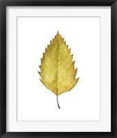 Framed 'Fall Leaf Study I' border=