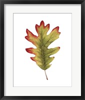 Fall Leaf Study II Framed Print