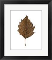 Framed Fall Leaf Study III