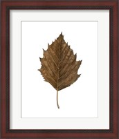Framed Fall Leaf Study III