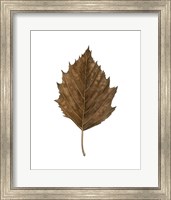 Framed Fall Leaf Study III