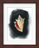 Framed Conch on Black I