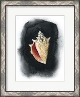 Framed Conch on Black I