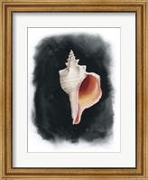 Framed Conch on Black II