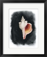 Framed Conch on Black II