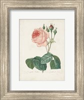 Framed Vintage Redoute Roses I