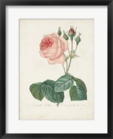 Framed Vintage Redoute Roses I