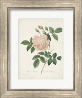 Framed Vintage Redoute Roses II